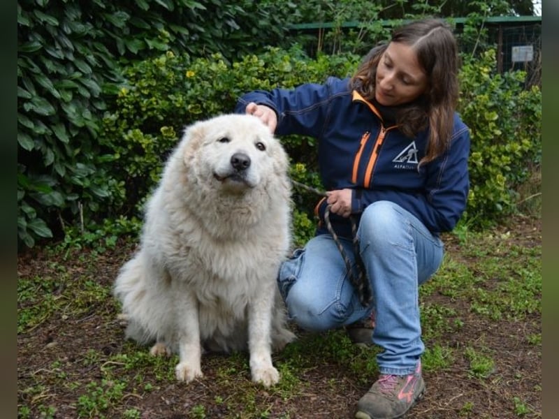 Tallulah - Grandezza auf vier Pfoten!