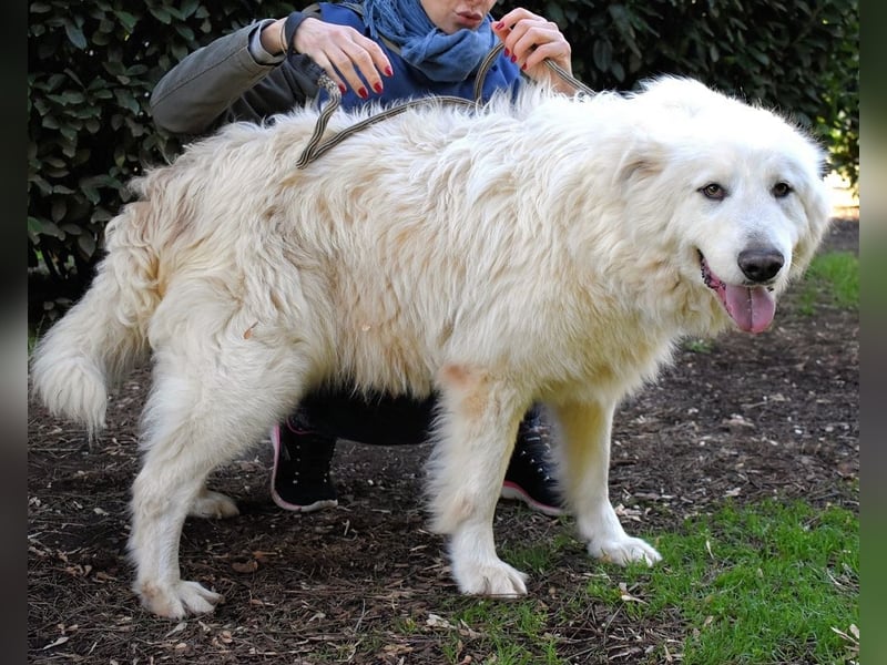 Hadriano - Viel mehr als nur einer unter vielen!