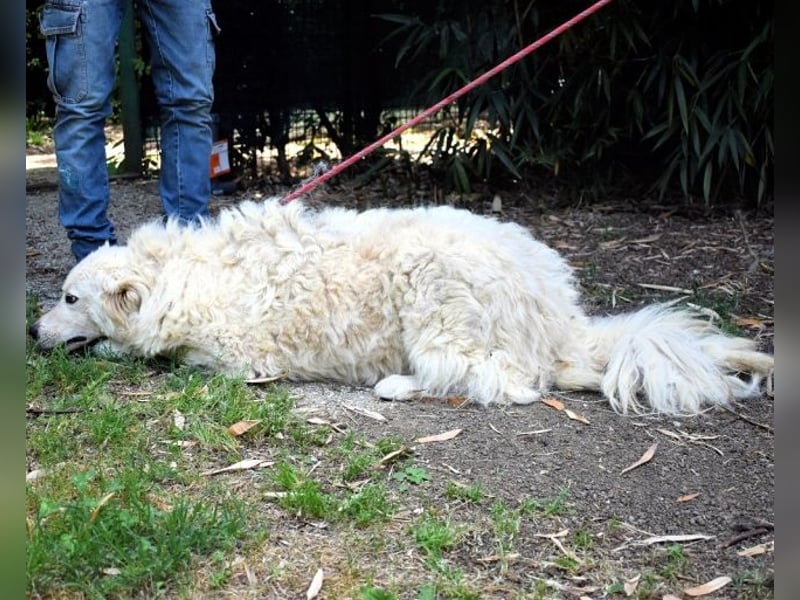 Archimede - sucht freundliche Aufnahme