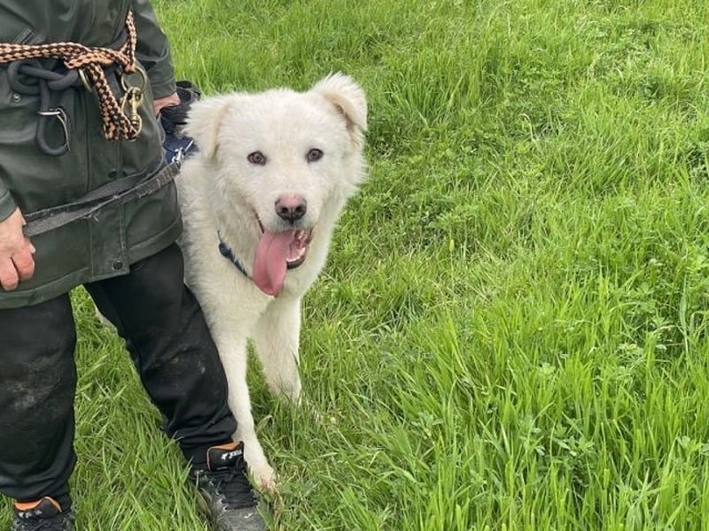 Cornelius - ein junger Rüde mir Herz, Köpfchen und Tatendrang