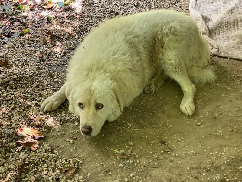 Luke - geboren, um zu schützen...