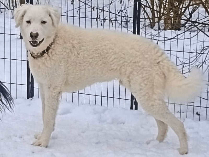 Bullo - weißer Eisbär mit sanfter Seele