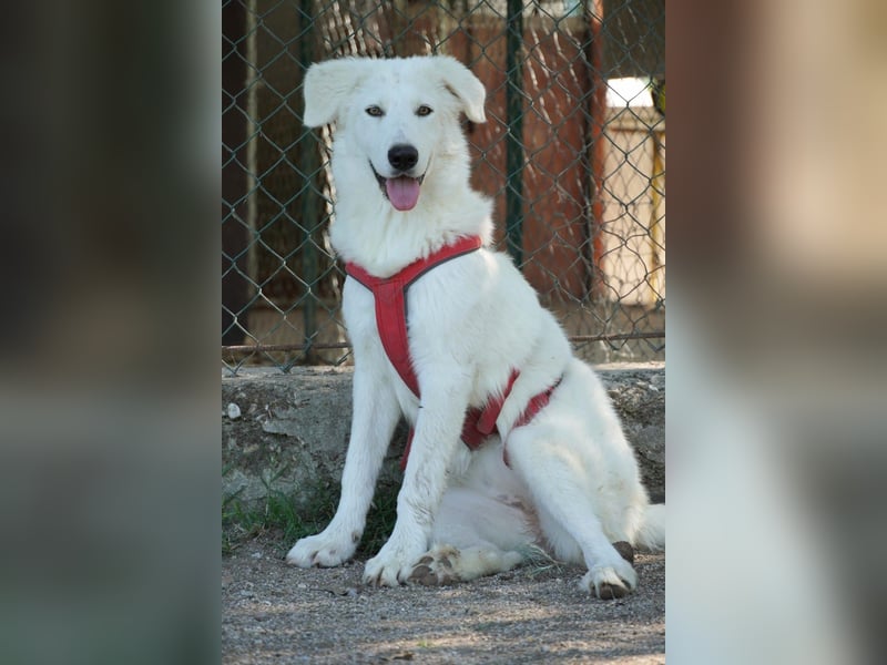 Mona - eine weiße Herzensbrecherin und ihre drei Schwestern