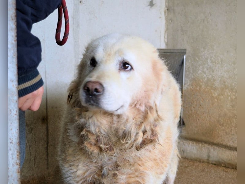 Eskie - aber bitte mit Sahne ins Glück!