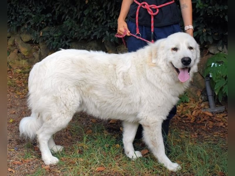 Ottis - Wow! Einfach nur wow!