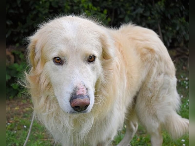 Marble -NOTFALL -  Die Geschichte vom geprügelten Hund