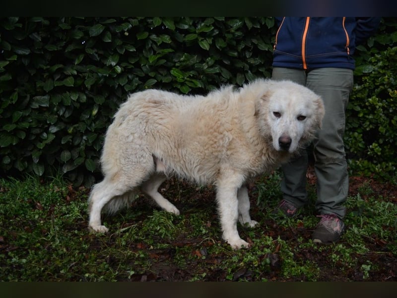 Gherardo - Ein Adler bleibt ein Adler...