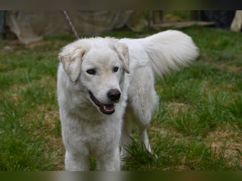 Boss - Wenn ein Name täuscht und ein Herz gewinnt