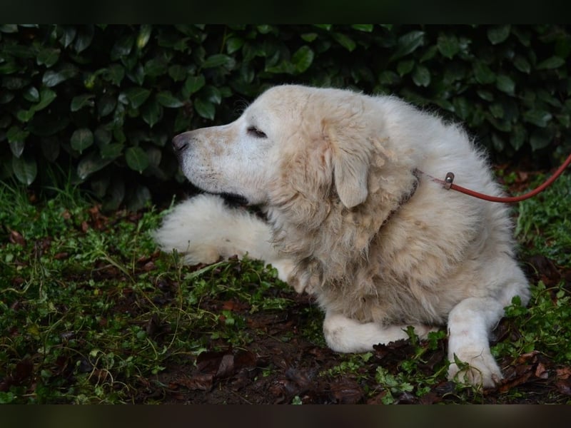 Gherardo - Ein Adler bleibt ein Adler...
