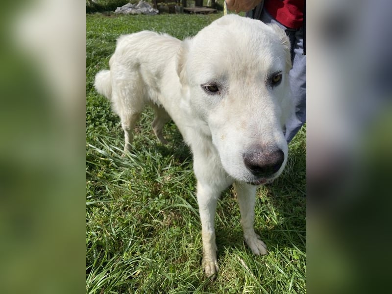 Boss - Wenn ein Name täuscht und ein Herz gewinnt