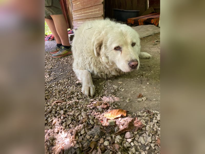 Luke - geboren, um zu schützen...