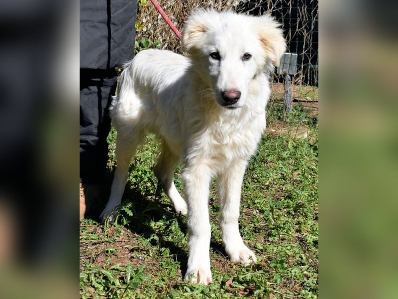 Heathon - sucht die Liebe seines Lebens