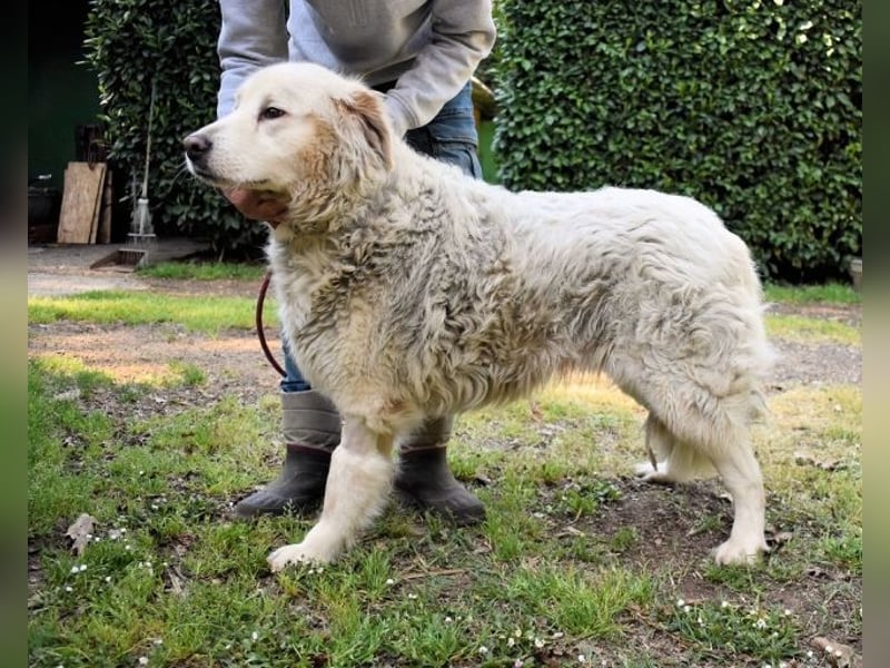 Gorivah - Das Leben ist zu kurz...