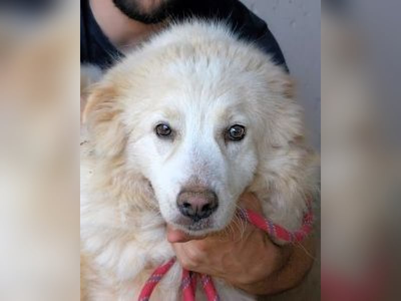 Olivielle- Junge Dame im Bärenmantel