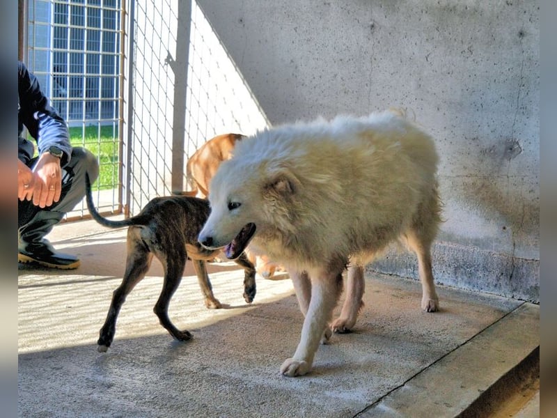 Albertone - Alles, alles Gute!!!