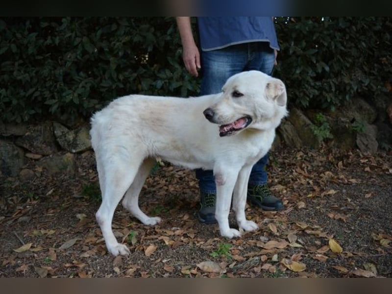 Alisky - XXL Körbchen für sanfte Hundedame gesucht