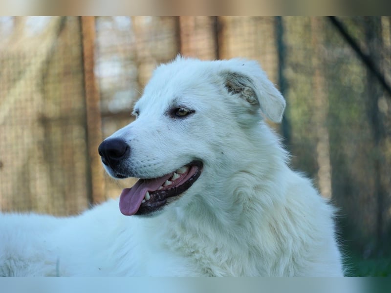 Mira - eine weiße Herzensbrecherin und ihre drei Schwestern