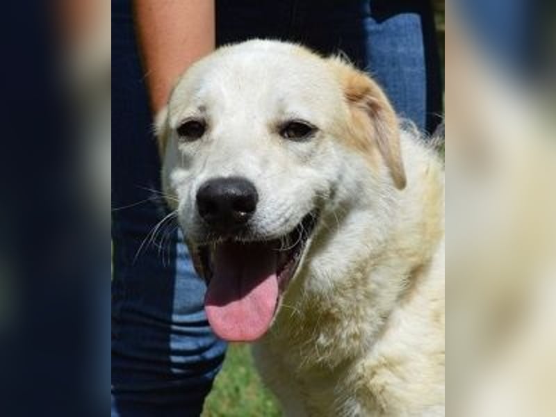 Neeko - Traumhund sucht Traummenschen