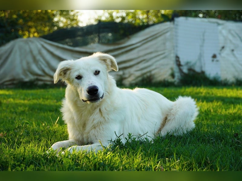 Mulan - eine weiße Herzensbrecherin und ihre drei Schwestern