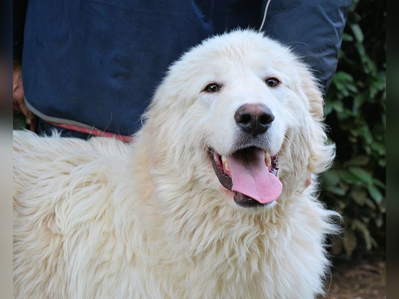 Leofric - Kleiner Löwe hat Großes vor