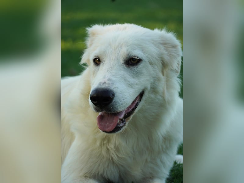 Mulan - eine weiße Herzensbrecherin und ihre drei Schwestern