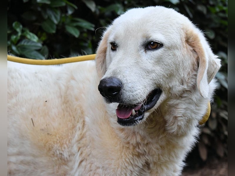 Damarius - niemals ist eine schrecklich lange Zeit