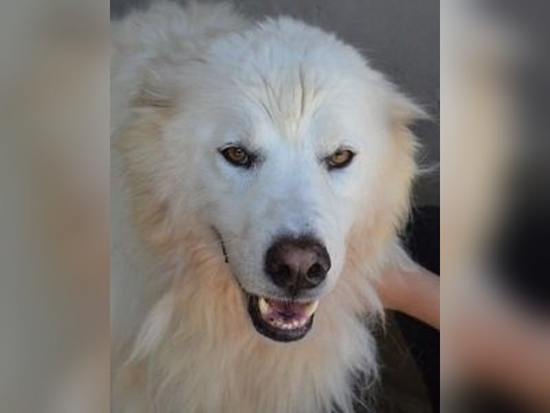 Jaafar - Der sanfte Riese Jaafar - Der sanfte Riese