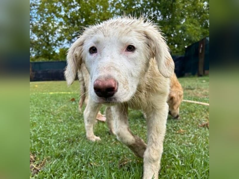Stardust - Von der Erde zum Mond und zurück....