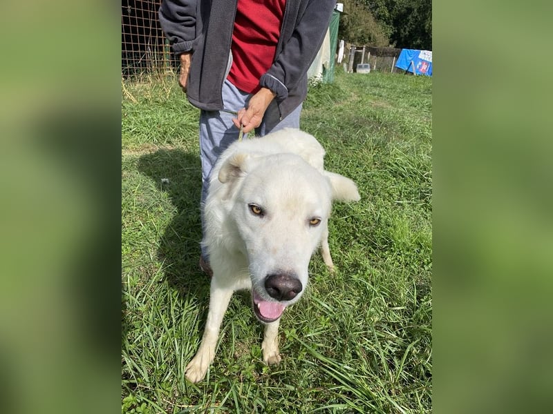 Boss - Wenn ein Name täuscht und ein Herz gewinnt