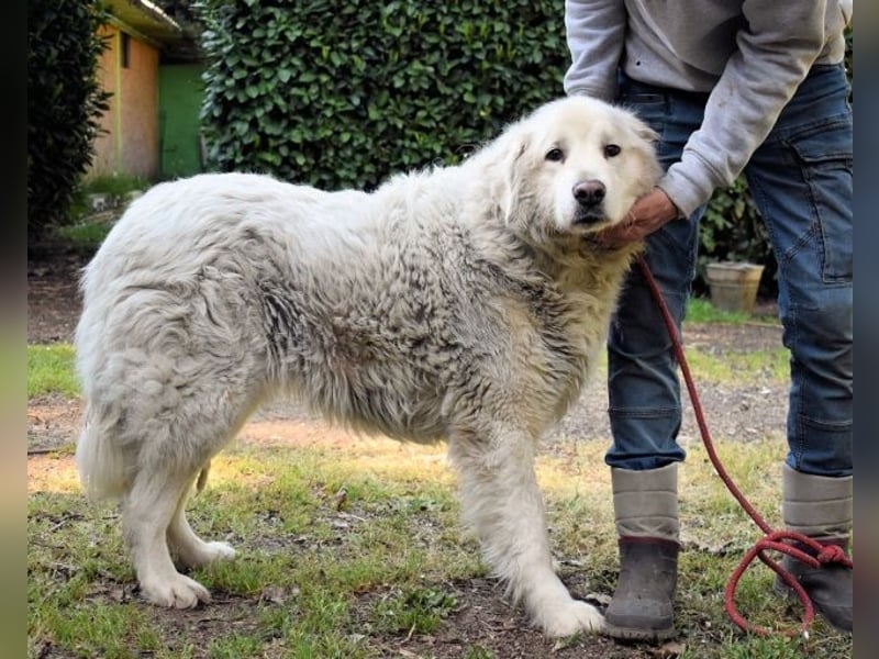 Gorivah - Das Leben ist zu kurz...