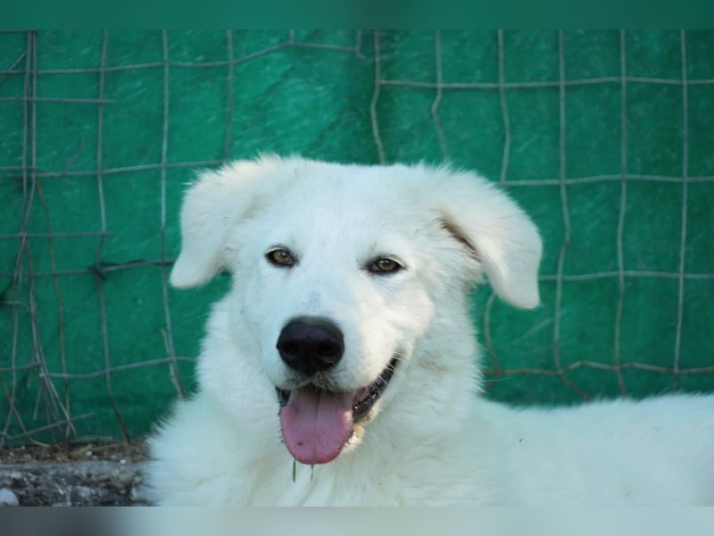 Mona - Ruhe, Würde und ein großes Herz