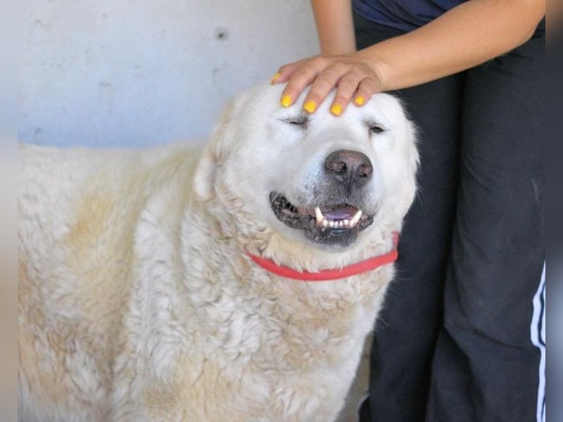 Eskie - aber bitte mit Sahne ins Glück!