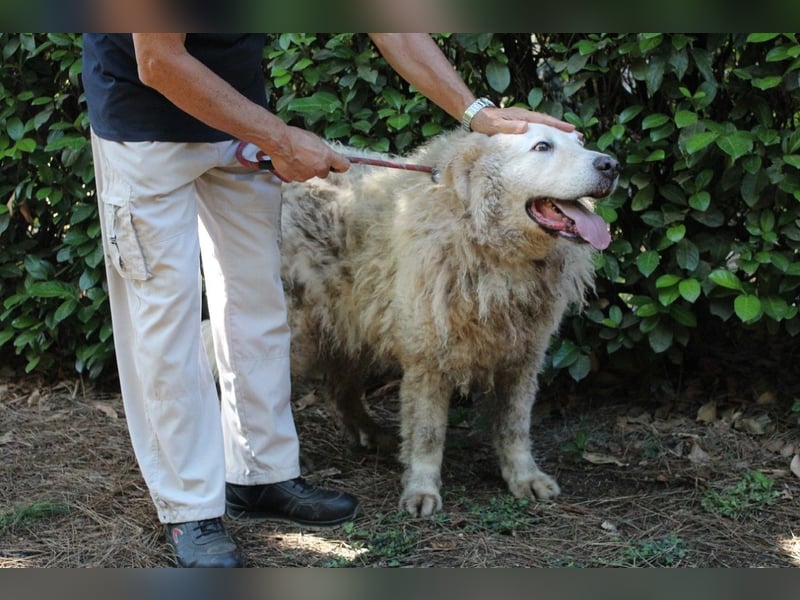 Noak - Alles nur Wunschdenken... ?