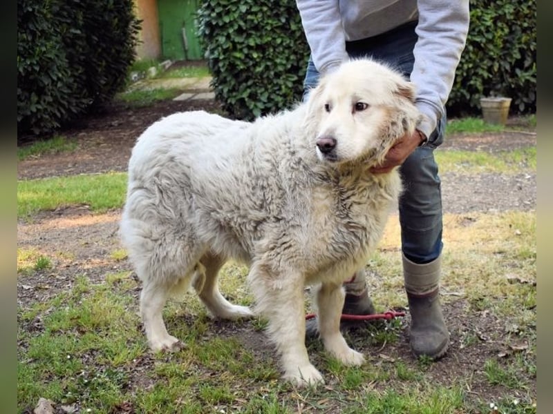 Gorivah - Das Leben ist zu kurz...