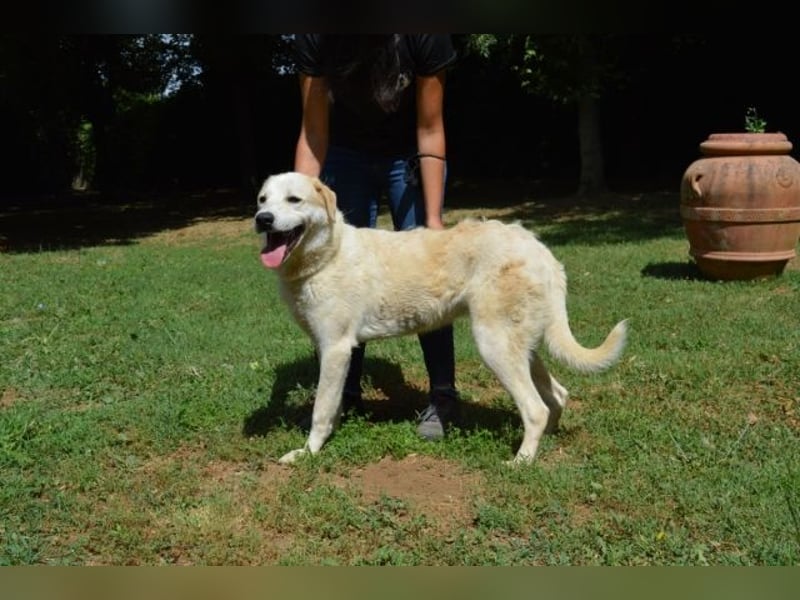 Neeko - Traumhund sucht Traummenschen