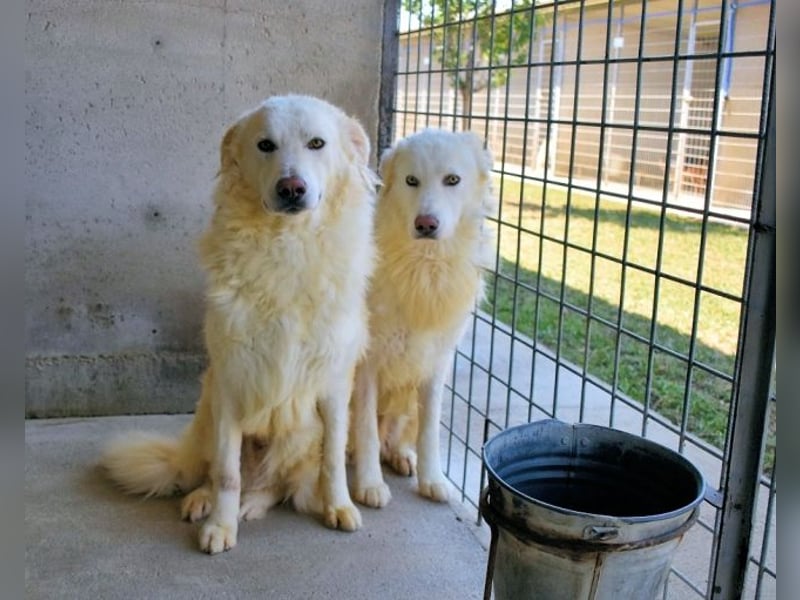 Folquet - Für immer zusammen?