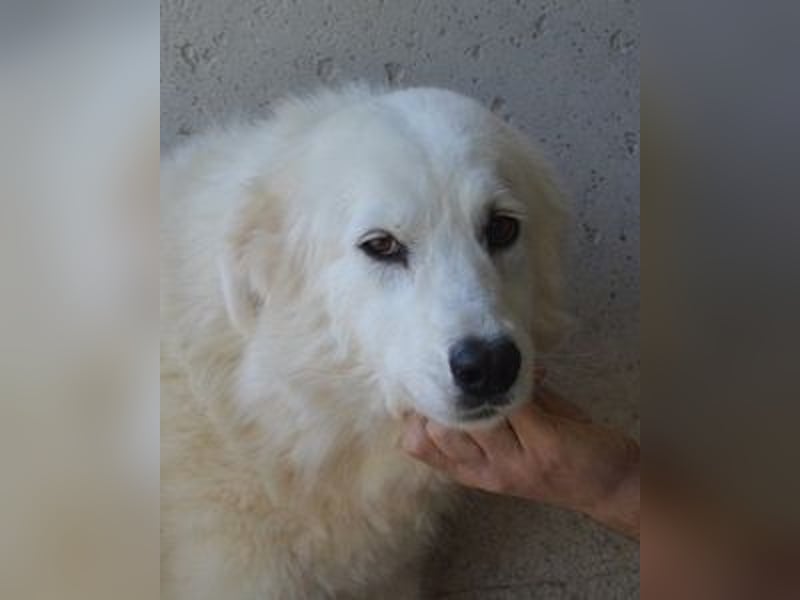 Amaya - So schön und so schrecklich? Amaya - So schön und so schrecklich?