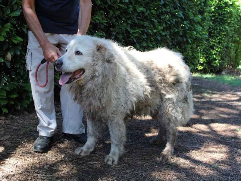 Noak - Alles nur Wunschdenken... ?