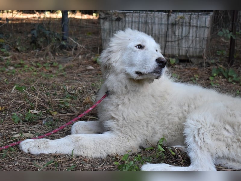 Leofric - Kleiner Löwe hat Großes vor