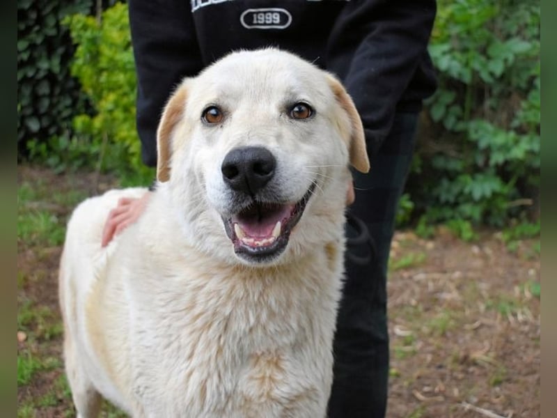 Neeko - Traumhund sucht Traummenschen