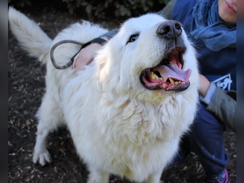 Hadriano - Viel mehr als nur einer unter vielen!