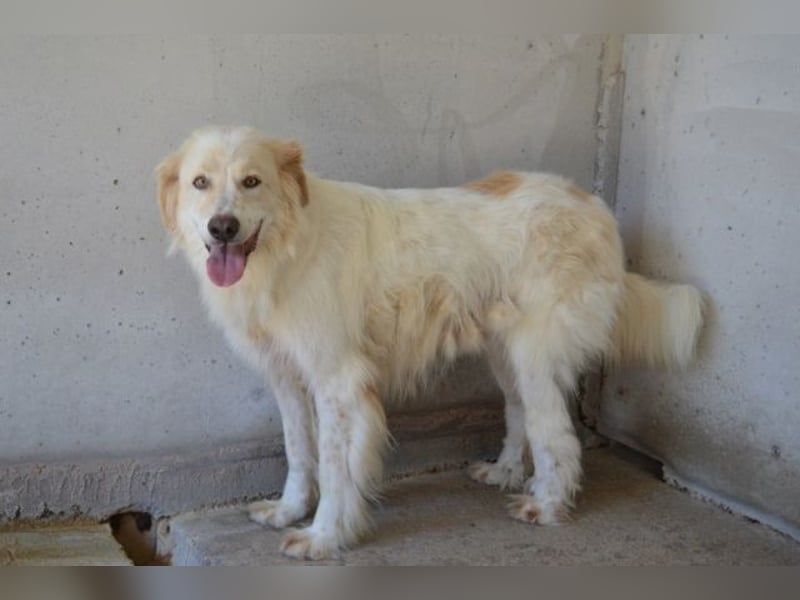 Pratheep - Vom Clan der Fussel - Pfoten