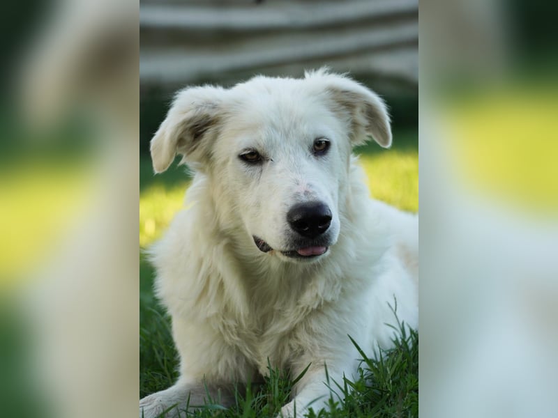 Mulan - eine weiße Herzensbrecherin und ihre drei Schwestern