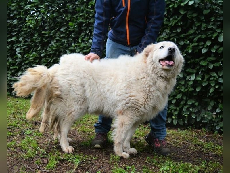 Tallulah - Grandezza auf vier Pfoten!