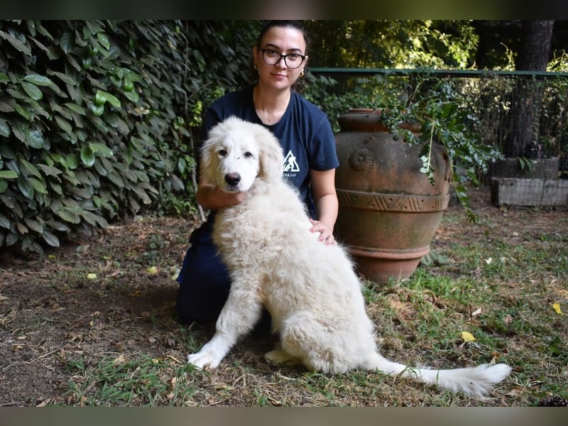 Leofric - Kleiner Löwe hat Großes vor
