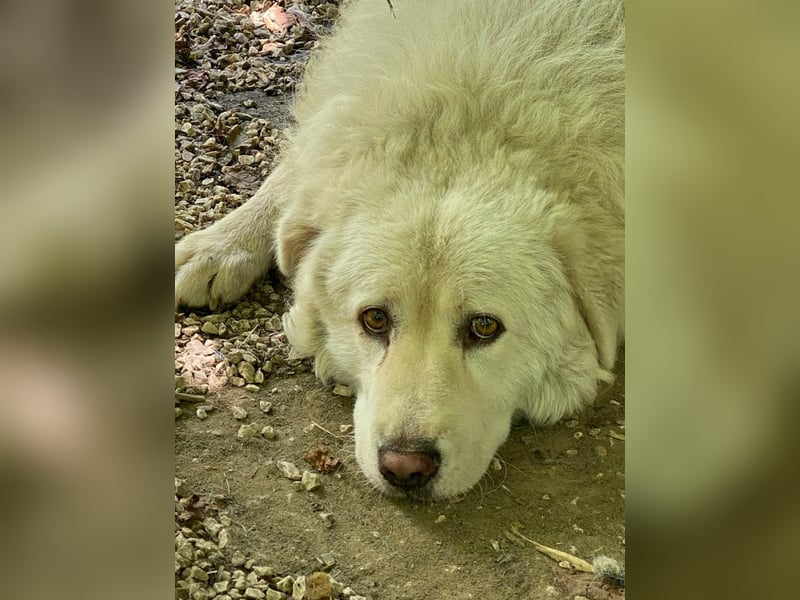 Luke - geboren, um zu schützen...