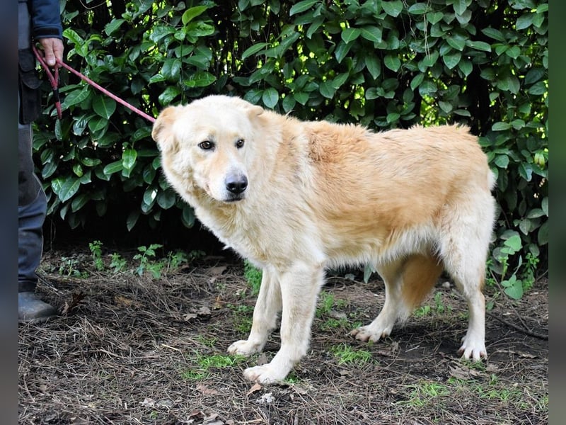 Antiloco - Nur ein Wunsch: endlich nach Hause!