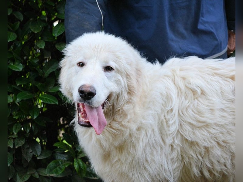 Leofric - Kleiner Löwe hat Großes vor