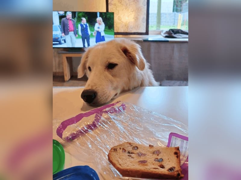 Tonia - eine sanfte Seele mit Flausen im Kopf