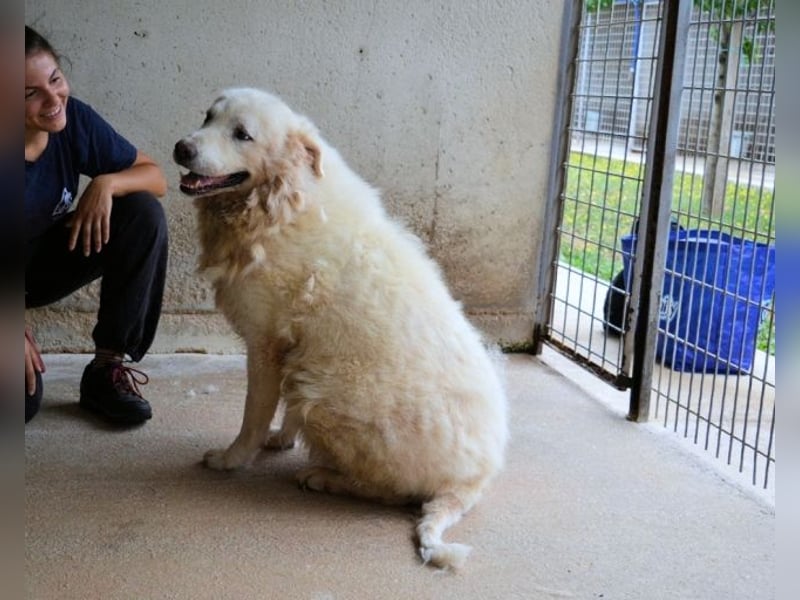 Eskie - aber bitte mit Sahne ins Glück!